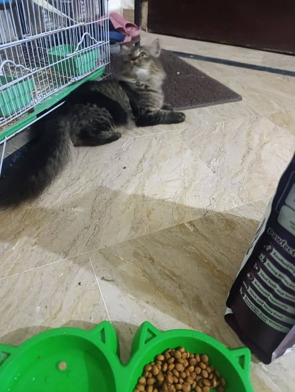 Persian Kitten for sale 6