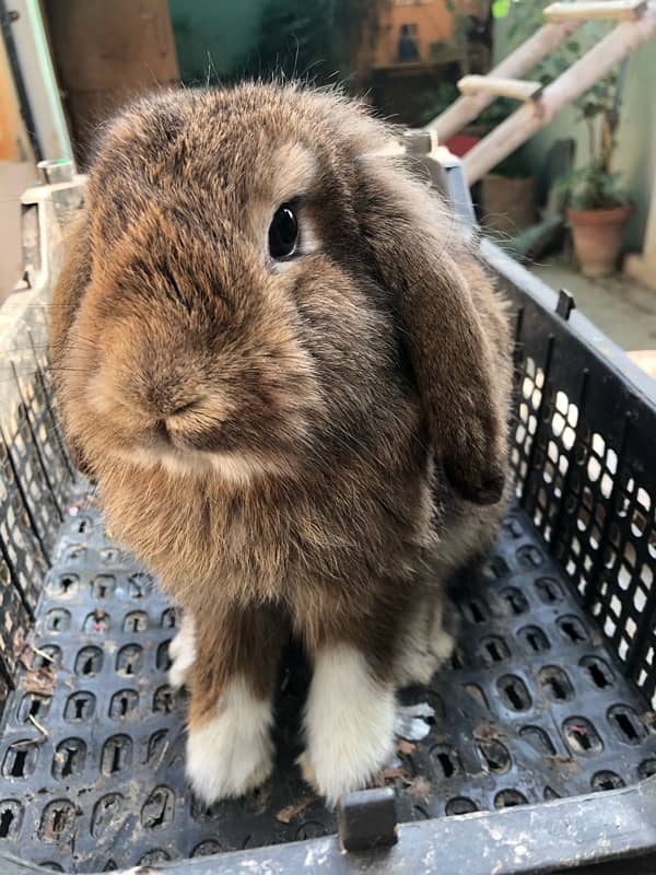 Holland Lops bunnies(urgent sale) 19