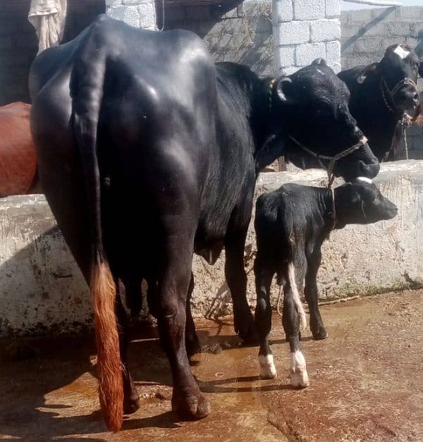 Buffalo/Cow/jhoti/tazi bhans/for sale 1