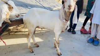 Bakra