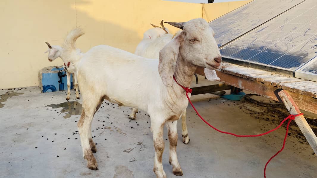 Bakra for sell 2