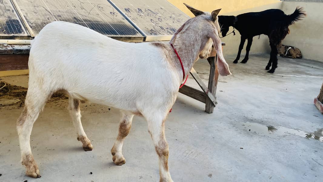 Bakra for sell 3