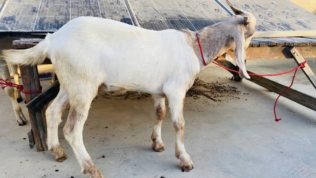 Bakra for sell 4