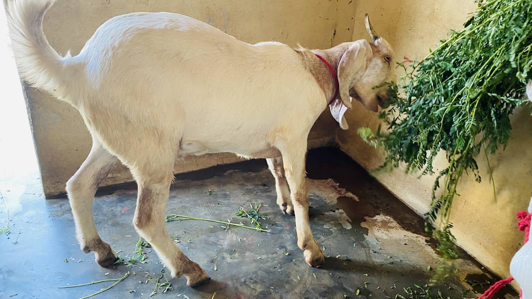 Bakra for sell 7