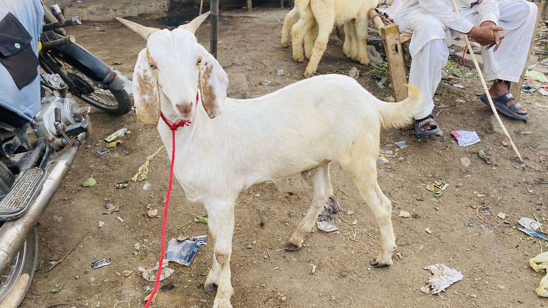 Bakra for sell 8