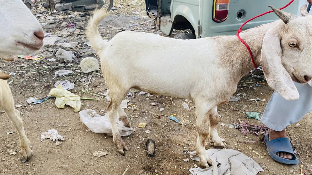 Bakra for sell 9