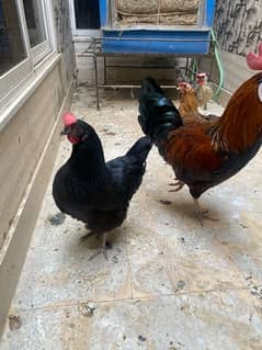 two male n 3 female desi hens for sale daily routine giving 3 eggs