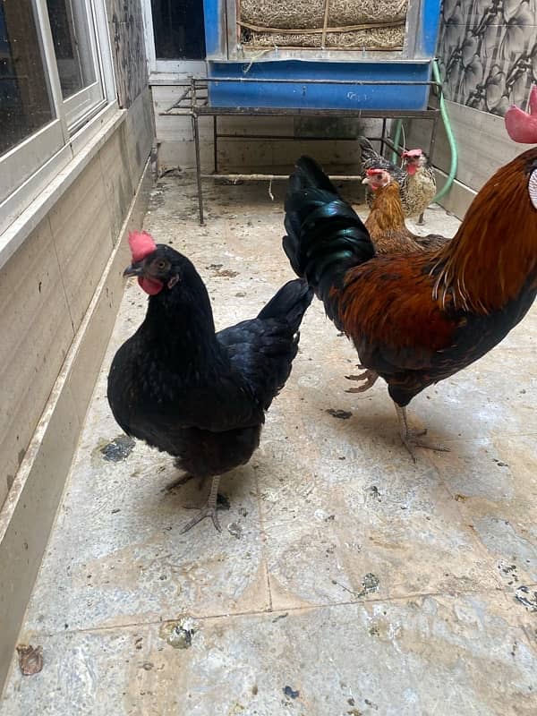 two male n 3 female desi hens for sale daily routine giving 3 eggs 0