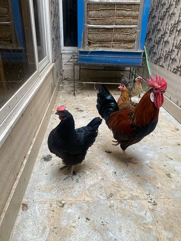 two male n 3 female desi hens for sale daily routine giving 3 eggs 3