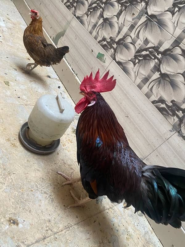 two male n 3 female desi hens for sale daily routine giving 3 eggs 5