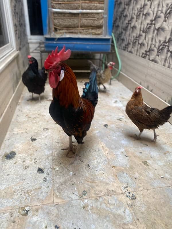 two male n 3 female desi hens for sale daily routine giving 3 eggs 6