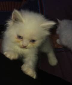 blue eyes tripple coated kittens for sale