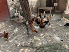 golden misri chickens for sale