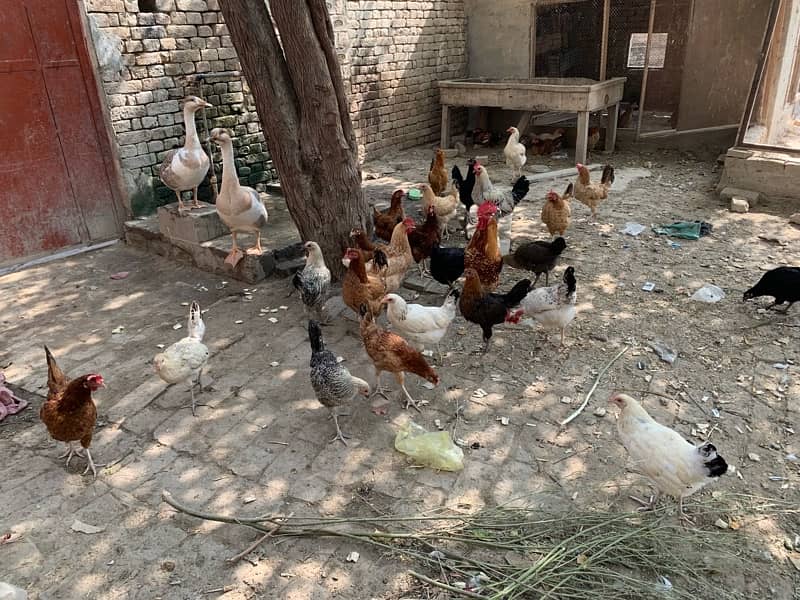 golden misri chickens for sale 0