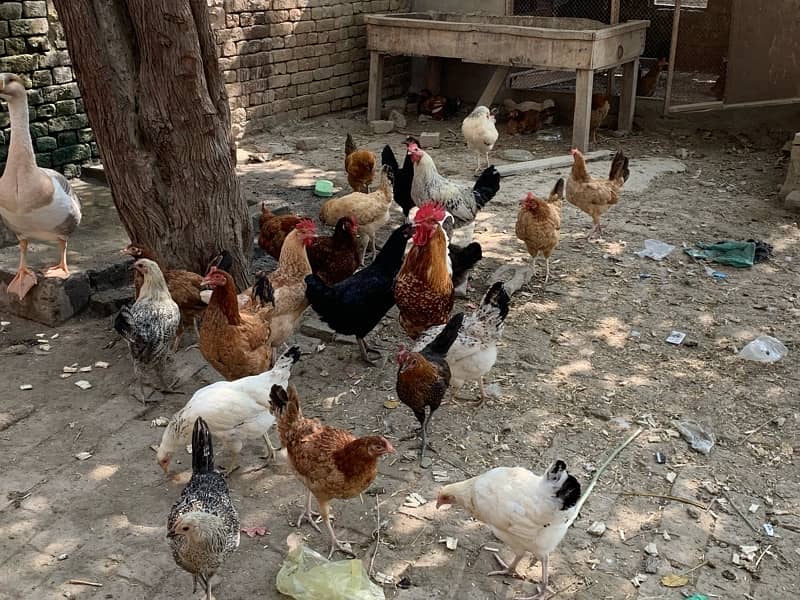 golden misri chickens for sale 2