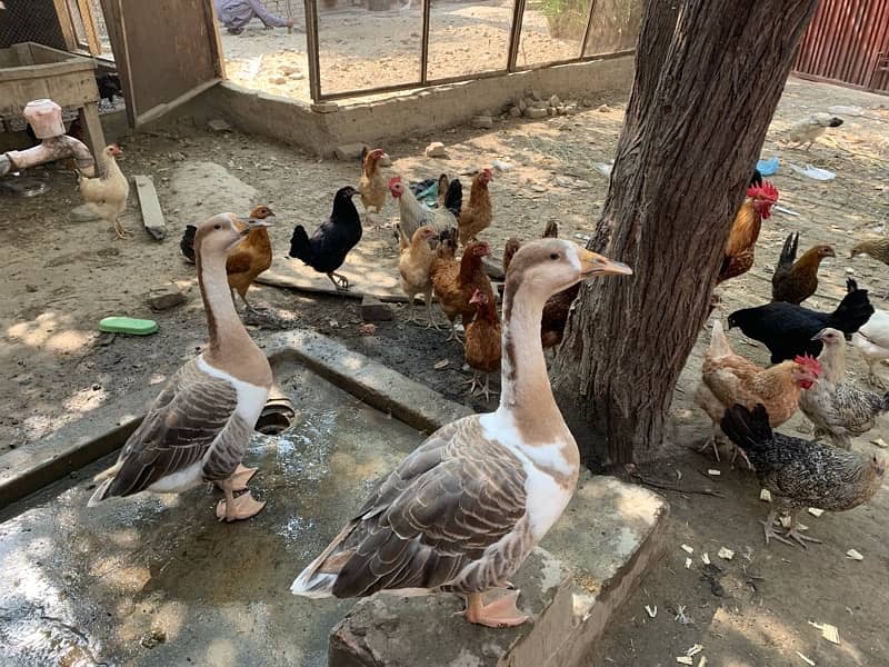 golden misri chickens for sale 3