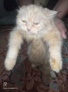 Persian Cat female