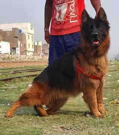 German Shepherd Male Dog | German Shepherd Black Mask Dog For Sale