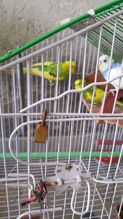 parrot for sale and 1 male free