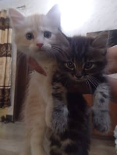 Kitten pair looking for new home