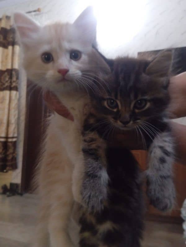 Kitten pair looking for new home 0