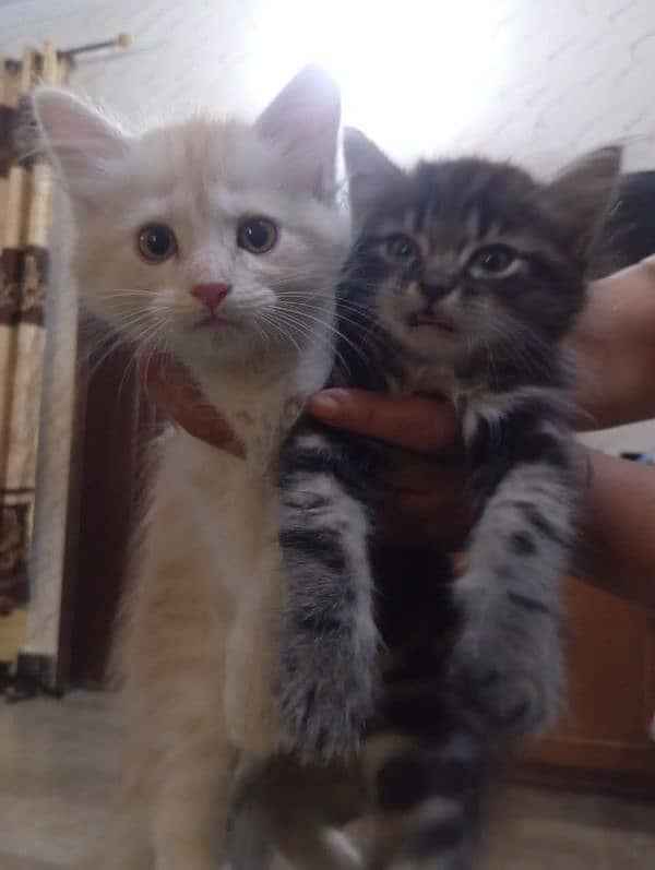 Kitten pair looking for new home 1