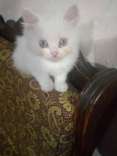 kitten available