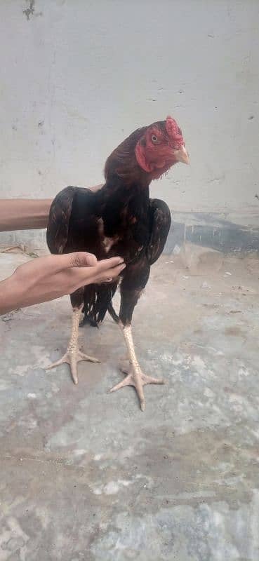 aseel hens all ok 15 month age 2