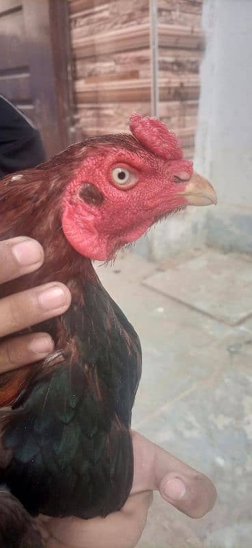 aseel hens all ok 15 month age 3