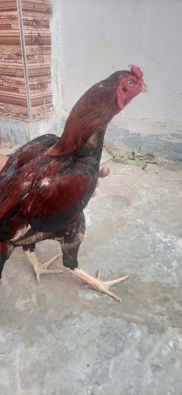 aseel hens all ok 15 month age 4