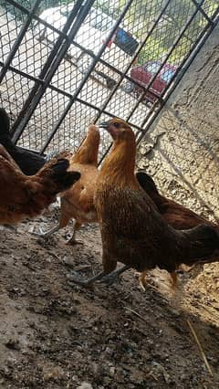 healthy and active desi hen for sale