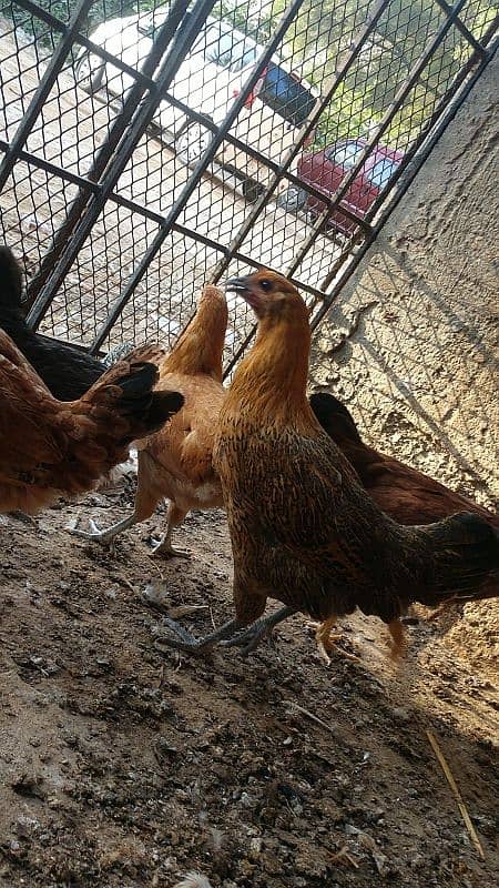 healthy and active desi hen for sale 0