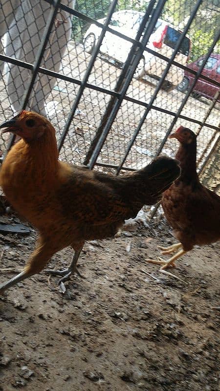 healthy and active desi hen for sale 1