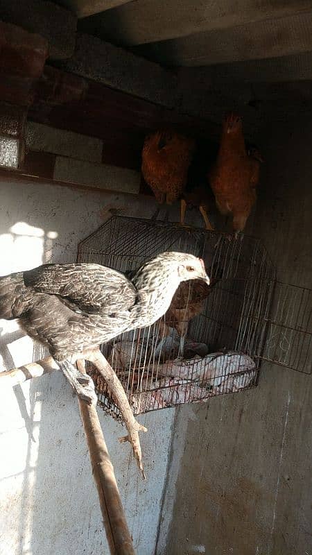 healthy and active desi hen for sale 2