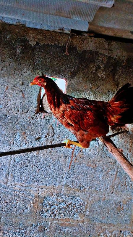 healthy and active desi hen for sale 3