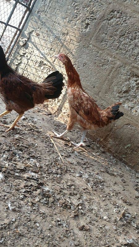 healthy and active desi hen for sale 4