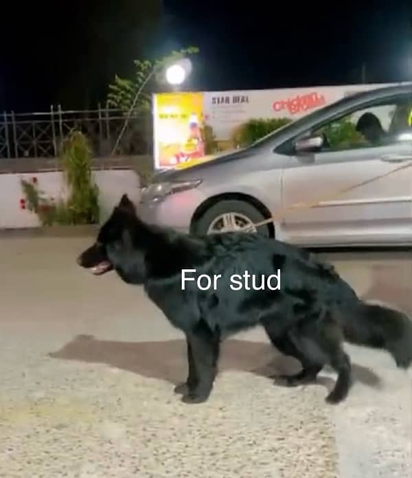 Imported bloodline, solid black German Shepherd stud male 0