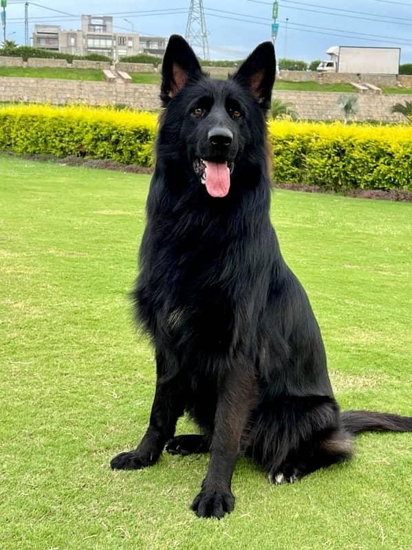 Imported bloodline, solid black German Shepherd stud male 1