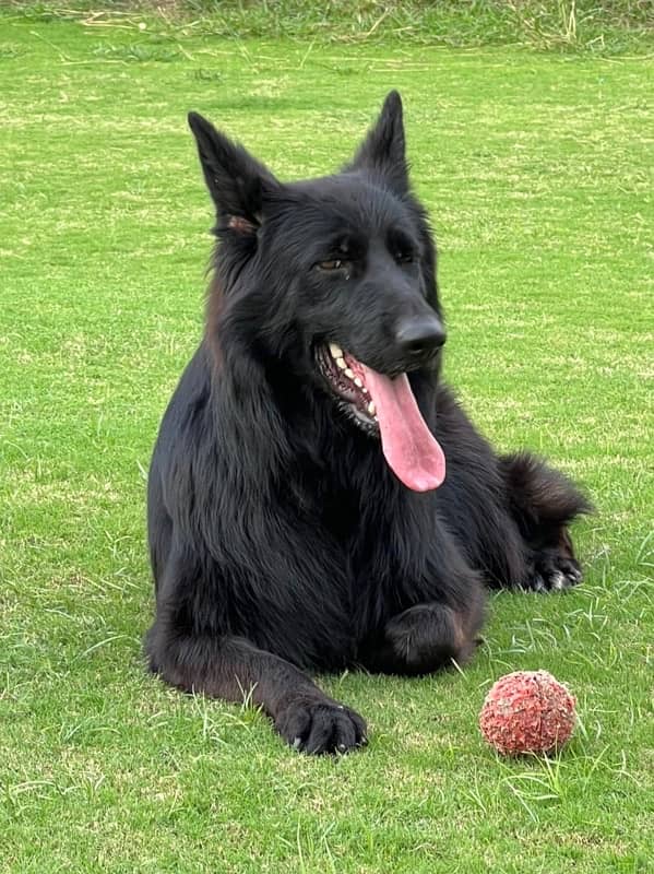 Imported bloodline, solid black German Shepherd stud male 2