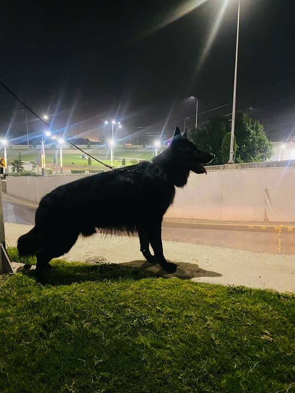 Imported bloodline, solid black German Shepherd stud male 3