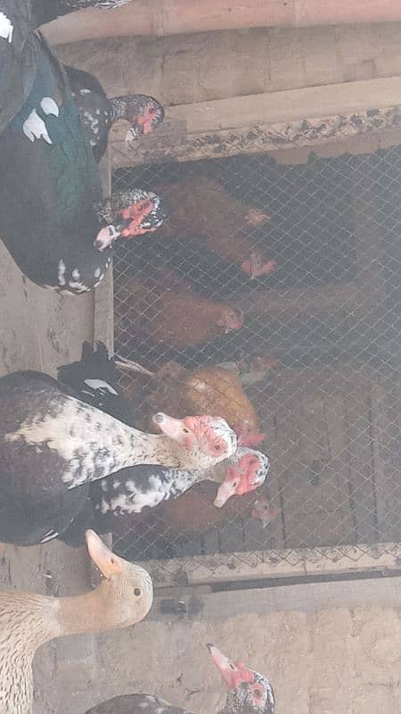 muscovy duck available in pair form and single 2