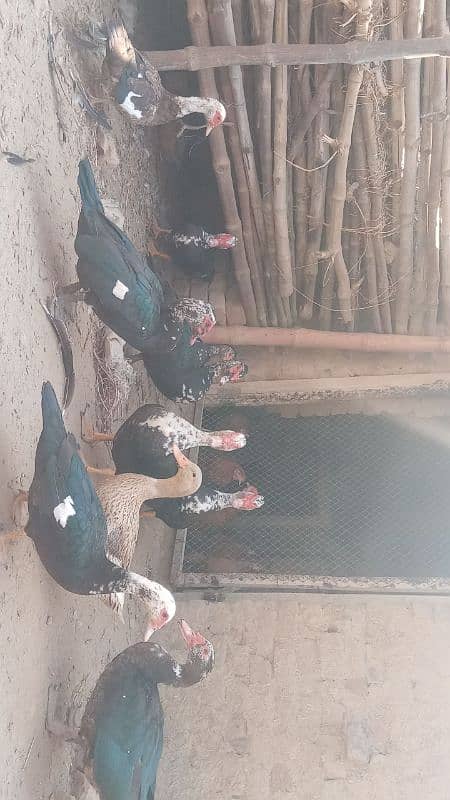 muscovy duck available in pair form and single 4