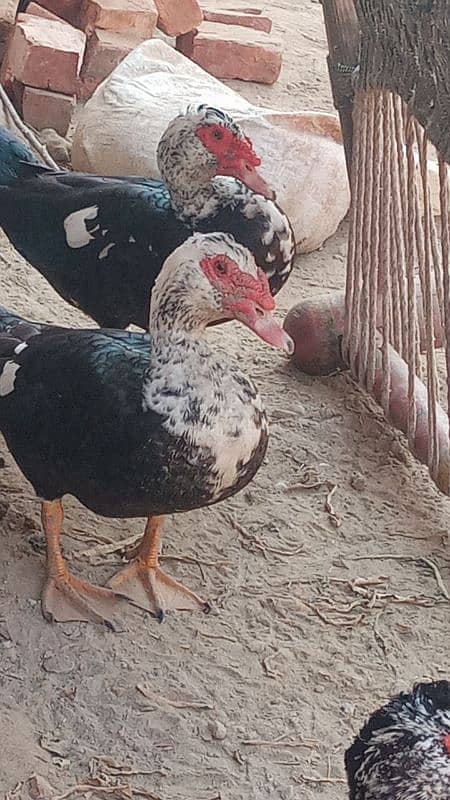 muscovy duck available in pair form and single 8