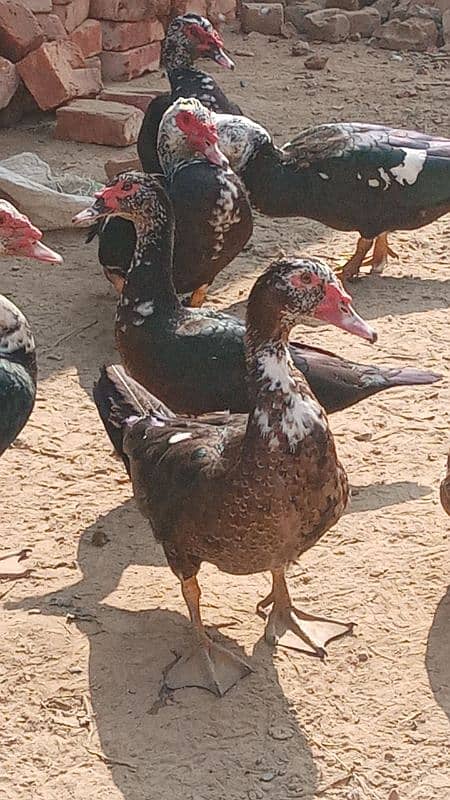 muscovy duck available in pair form and single 9