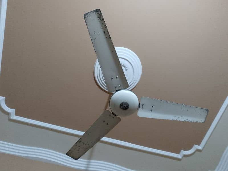 pak fan ceiling fan 6