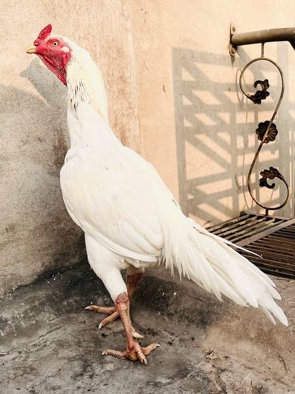 Quality Bird Heera Aseel Murga 0