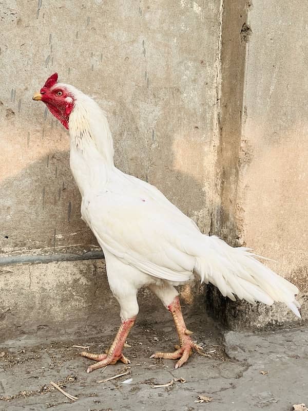 Quality Bird Heera Aseel Murga 1