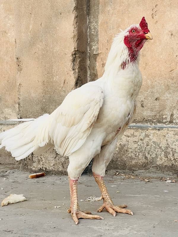 Quality Bird Heera Aseel Murga 5