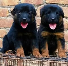 German Shepherd long coat puppies for sale