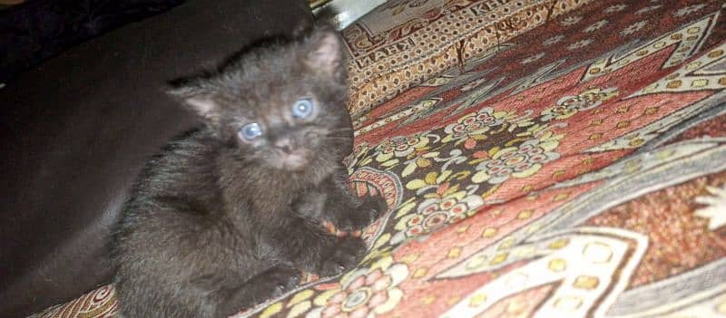 CUTE KITTENS FOR SALE BLUE EYES 3